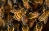 Bienen