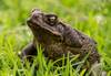 sandid cane toad 5537940 1280