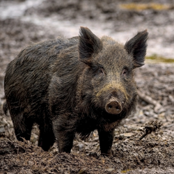 Wildschwein © Pixabay design ohne titel 1