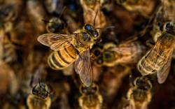 Bienen