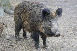 wild boar 2256297 1920