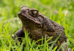 sandid cane toad 5537940 1280