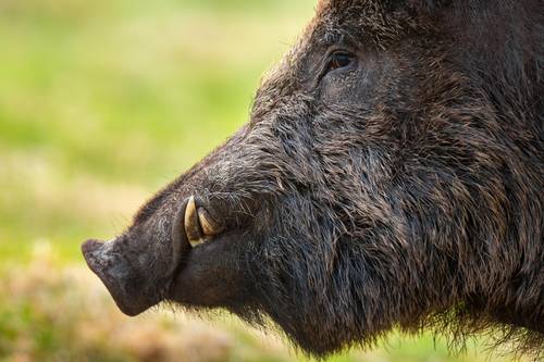 wild boar head with tusks looking on grassland in 2021 08 30 08 38 50 utc