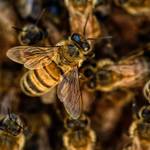 Bienen