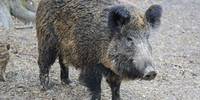 wild boar 2256297 1920