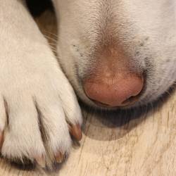 furbymama dog 4968052