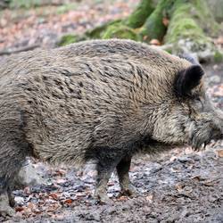 Wildschwein