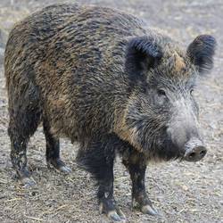 Wildschwein © Pixabay wild boar 2256297 1920
