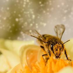 Bestäubende Biene © pixabay bee 1726659 1920