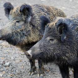 wild boar gcb8309c90 1920