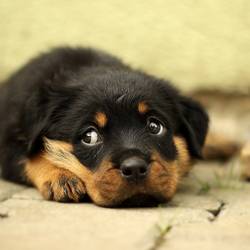 rottweiler gf754ac6e7 1920