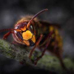 hornets g36154c98e 1920