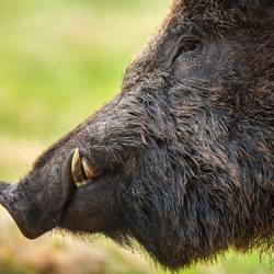 Symbolbild Wildschwein wild boar head with tusks looking on grassland in 2021 08 30 08 38 50 utc