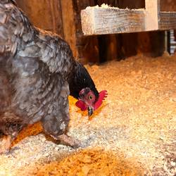 chicken 5977993 1920
