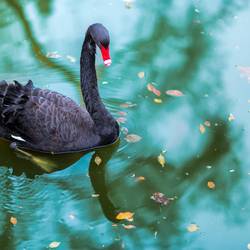 Beispielbild Trauerschwan a black swan 2021 08 26 18 34 27 utc