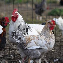 chicken gaaf38c099 1920