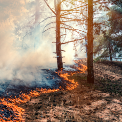 Symbolbild Waldbrand © Canva Yelantsevv waldbrandgefahr