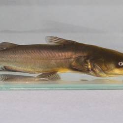 Schwarzer Zwergwels © Wikipedia -George Chernilevsky ameiurus melas 2021 g1