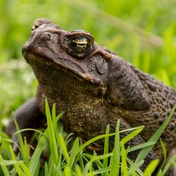 sandid cane toad 5537940 1280