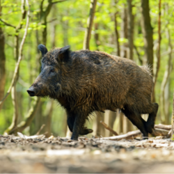 Wildschwein © Symbolbild Wildschwein von Kyslynskyy von Getty Images design ohne titel 3