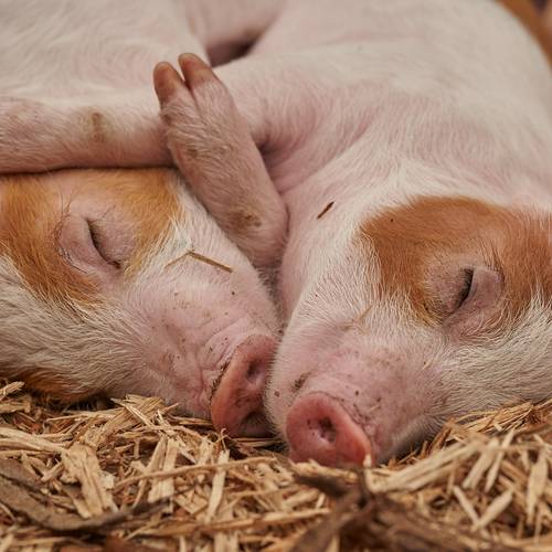 Menu: Informationen für Tierhalter