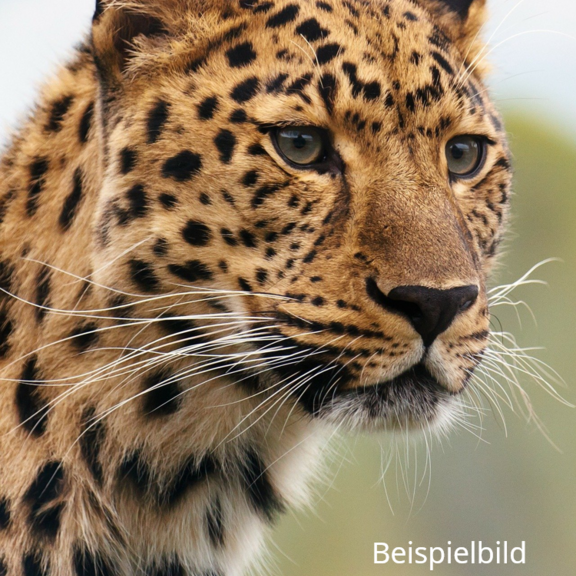 Leopardenangriff im Burgenlandkreis Leopard