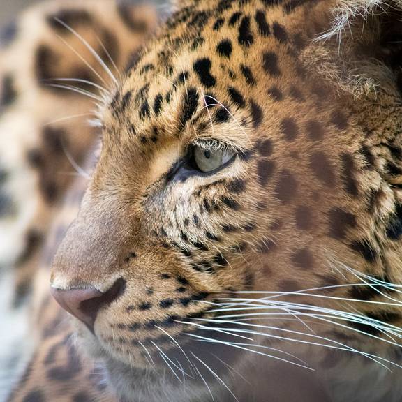 Leopardenangriff: Landratsamt will Betretungsverbot des Käfigs für Dritte donations keeps me going 4792803 1920