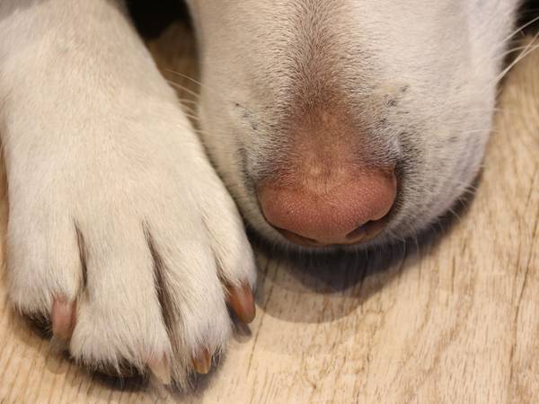 furbymama dog 4968052