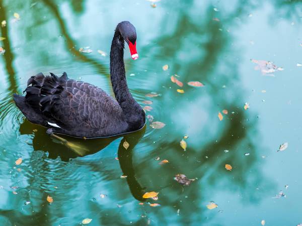 a black swan 2021 08 26 18 34 27 utc