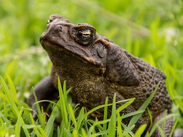 sandid cane toad 5537940 1280