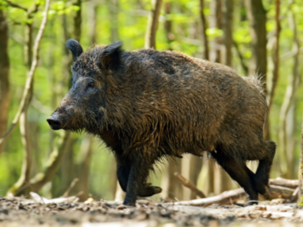 Wildschwein © Symbolbild Wildschwein von Kyslynskyy von Getty Images design ohne titel 3