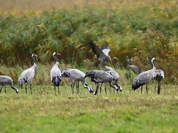 Kranich © Pixaby Kranich