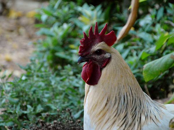 Hahn © Pressestelle Burgenlandkreis Hahn