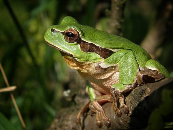 Frosch © Pixaby Ein Frosch